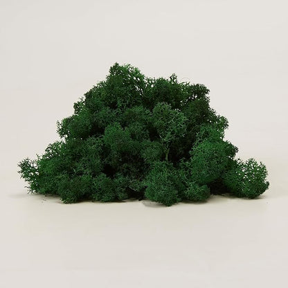 Preserved Reindeer Moss Natural Green DIY Kit Gardenning Art Wall Decor Florist Decor Easter Table Decor Wedding