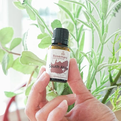Nature Packaged Rosemary Essential Oil - Direct from Qobo Qobo South Africa - Steam Distilled - Aceite Esencial de Romero for Aromatherapy, Massage, Diffuser, DIY Candle and Soap Making - 15ml