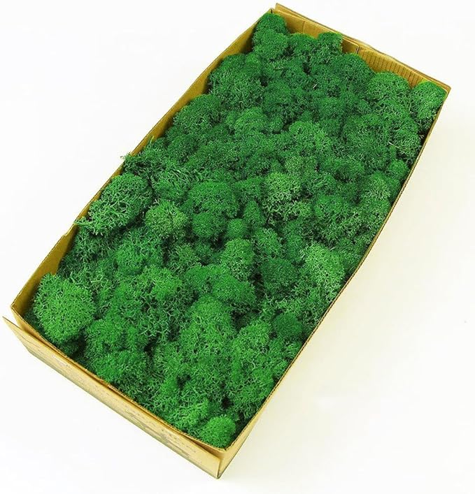 Preserved Reindeer Moss Natural Green DIY Kit Gardenning Art Wall Decor Florist Decor Easter Table Decor Wedding