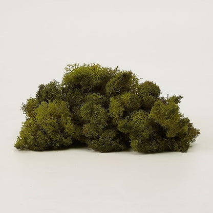 Preserved Reindeer Moss Natural Green DIY Kit Gardenning Art Wall Decor Florist Decor Easter Table Decor Wedding