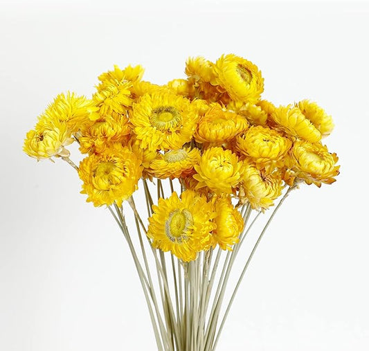 Dried Flower 40PCS Daisy Bouquet 100% Natural Chrysanthemum Dry Flower for Vase Home décor Party DIY Arrangement Wheat Straw Bulk（Yellow）