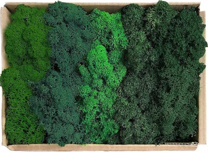 Preserved Reindeer Moss Natural Green DIY Kit Gardenning Art Wall Decor Florist Decor Easter Table Decor Wedding