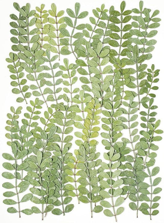 48 Pcs Pressed Dried Flowers for Cup Cakes, AHTONG Natural Dried Flower Herbs kit for Resin Jewelry Making Soap and Candle Making (Pepper Tree Leaves)