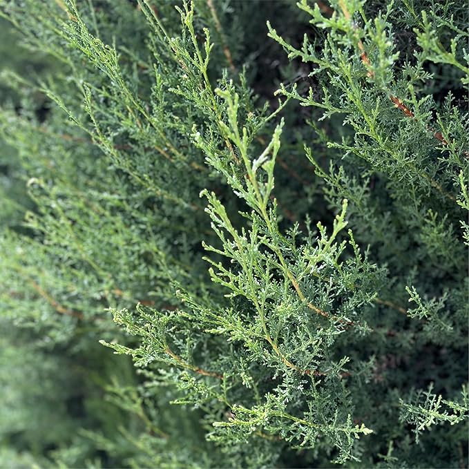 Nature Packaged Cypress Essential Oil - Direct from Essential Oils SL in Mediterranean Spain - Aceite de Ciprés for Diffuser, 100% Pure Therapeutic Grade - Aromatheraphy, Skincare (2lbs)