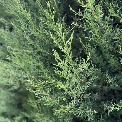 Nature Packaged Cypress Essential Oil - Direct from Essential Oils SL in Mediterranean Spain - Aceite de Ciprés for Diffuser, 100% Pure Therapeutic Grade - Aromatheraphy, Skincare (2lbs)