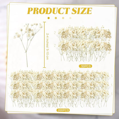 Fumete 50 Pcs Christmas Mini Dried Baby Breath Flowers Wedding Ivory Natural Flowers Bulk Dried Gypsophila for Vase Bride Shower Invitation Card DIY Candle Making Decor Craft Party Resin Art, 2-4 in