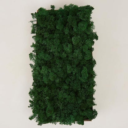 Preserved Reindeer Moss Natural Green DIY Kit Gardenning Art Wall Decor Florist Decor Easter Table Decor Wedding