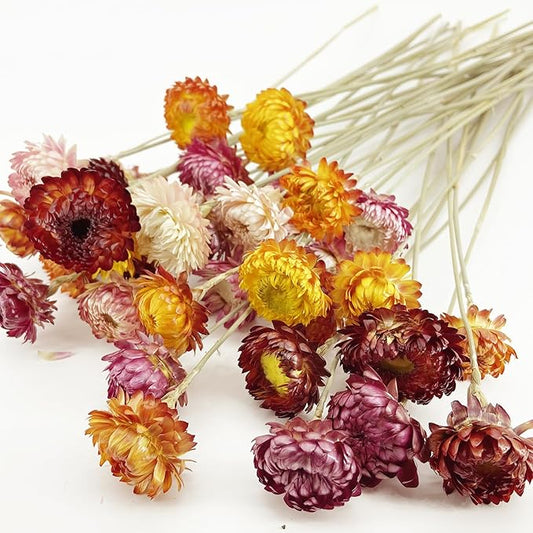 L'BREVOGA Dried Flowers with Stem, 36 PCS Strawflower Daisy in 16 inches, Dried Flower for Floral Arrangments Home Decoration (Strawflower Mix)