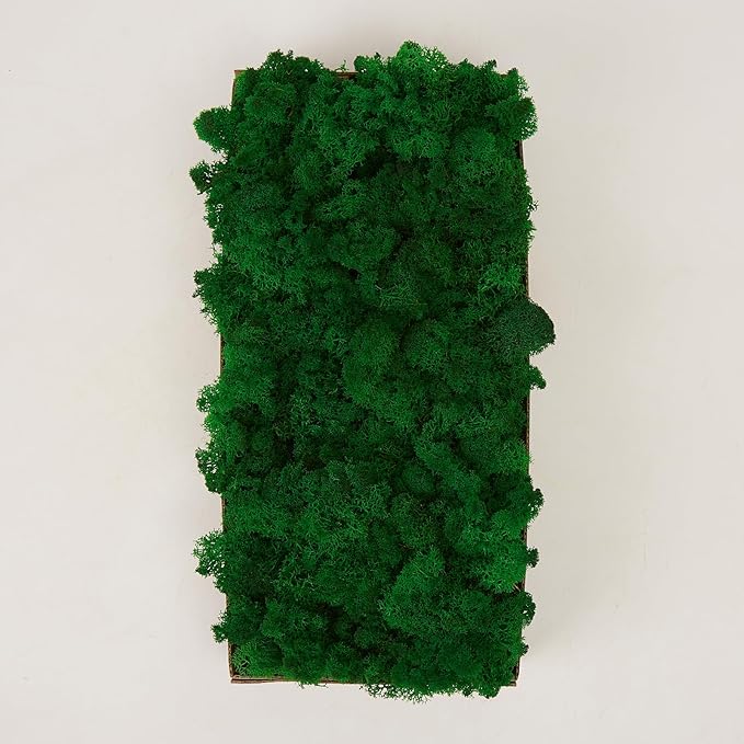 Preserved Reindeer Moss Natural Green DIY Kit Gardenning Art Wall Decor Florist Decor Easter Table Decor Wedding