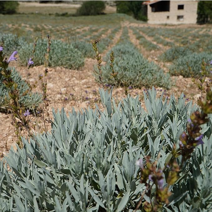 Nature Packaged Sage Essential Oil - Direct from Essential Oils SL Spain - Steam Distilled - Aceite Esencial de Salvia for Aromatherapy, Massage, Diffuser, DIY Candle and Soap Making - 15ml