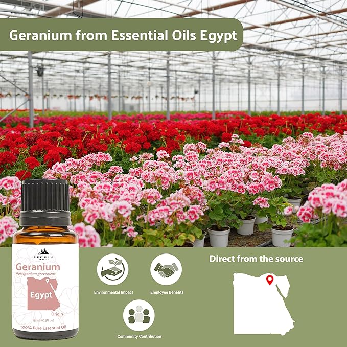 Nature Packaged Geranium Essential Oil - Direct from Egypt Nile Delta - Pure Essential Oils for Body, Skincare & Balance - Natural Aceite de Geranio - 100% Pure Therapeutic Grade (15ml)