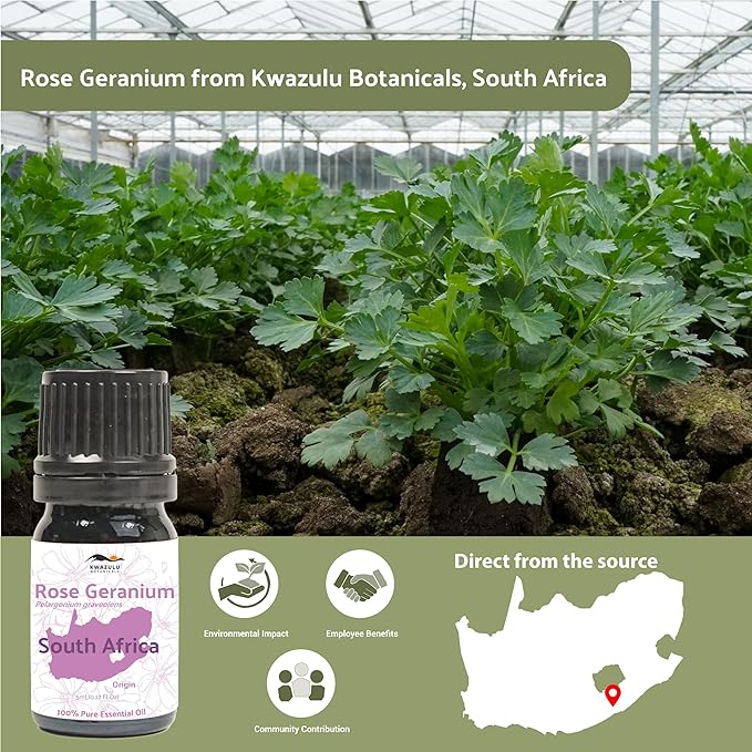 Nature Packaged Rose Geranium Essential Oil - Direct from Kwazulu Botanicals in South Africa- Organic Essential Oils for Body, Diffusers, or Aromatherapy | Pure Therapeutic Grade (5ml)